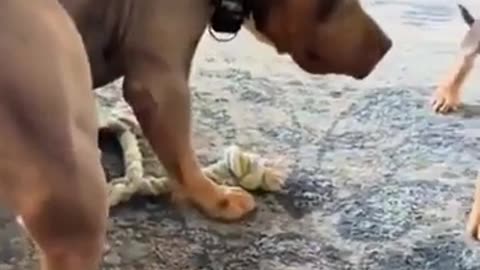😂🐾 Tiny Teeth, Huge Drama You Won't Believe! | FunFM