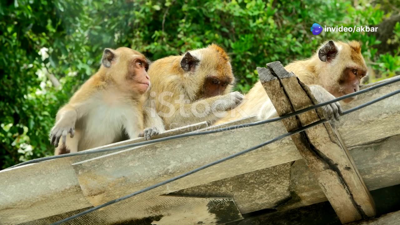Jungle Adventure: Teamwork with Leo, Bunny, and Polly!