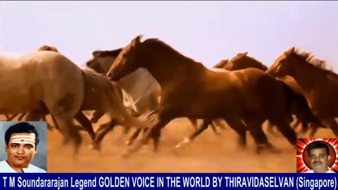 Old Is Gold (evergreen) T M Soundararajan Legend Vol 233 Horse Song 6