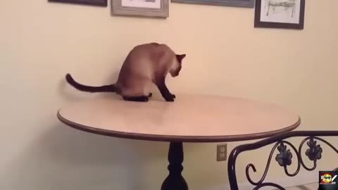TRY NOT TO LAUGH 😆 Best Funny Videos Compilation 😂😁😆 Memes.