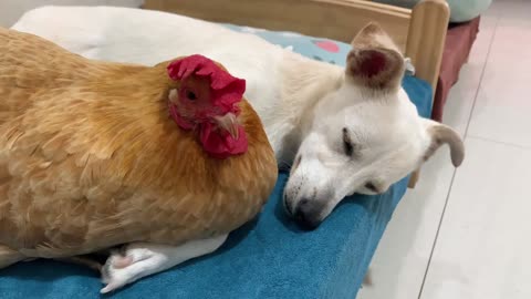 So funny! The duck wants to take Lucky for himself, but the rooster, hen and kitten all love Lucky.