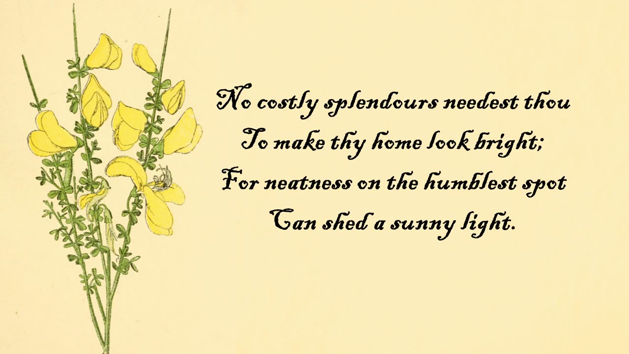 Broom - The Language of Flowers