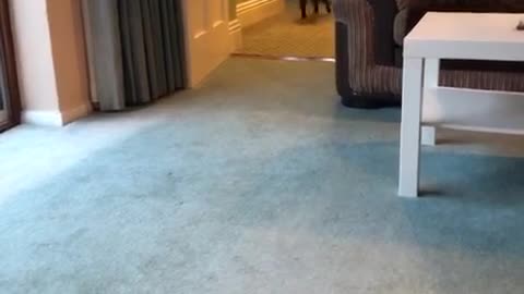 Old Blind Dog Runs Into Owner