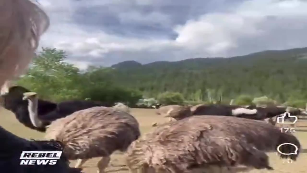 Canada Killing Off All the Ostriches
