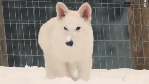 De-Extinct Dire Wolf