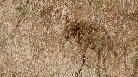 A Coyote in the bushes.