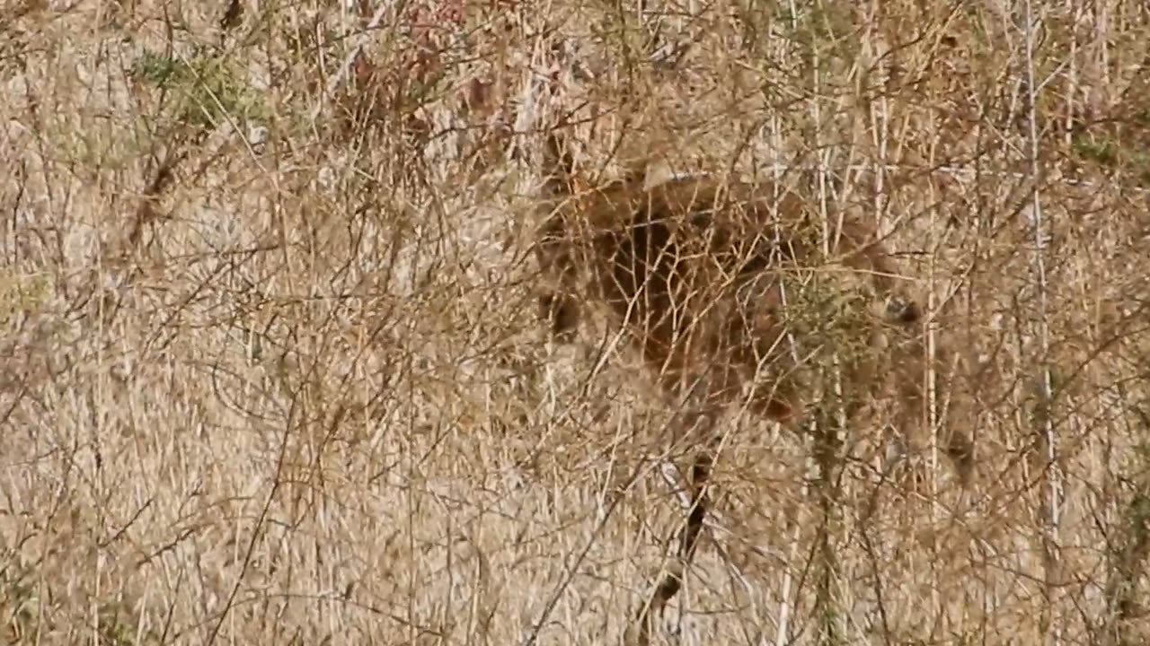 A Coyote in the bushes.