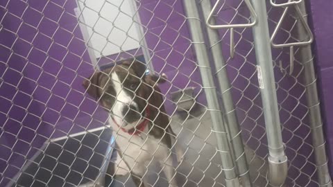 Perseus 1y Pet Id 947246 kennel 28 HSSAZ shelter seems groovy, caught me at bad moment20250711_877