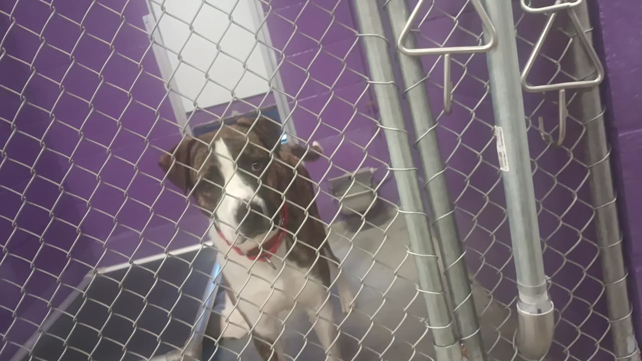 Perseus 1y Pet Id 947246 kennel 28 HSSAZ shelter seems groovy, caught me at bad moment20250711_877