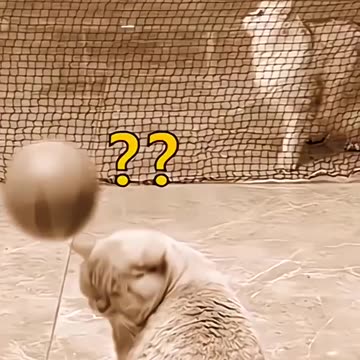 Perfect Cats Football play: The Orange Cat