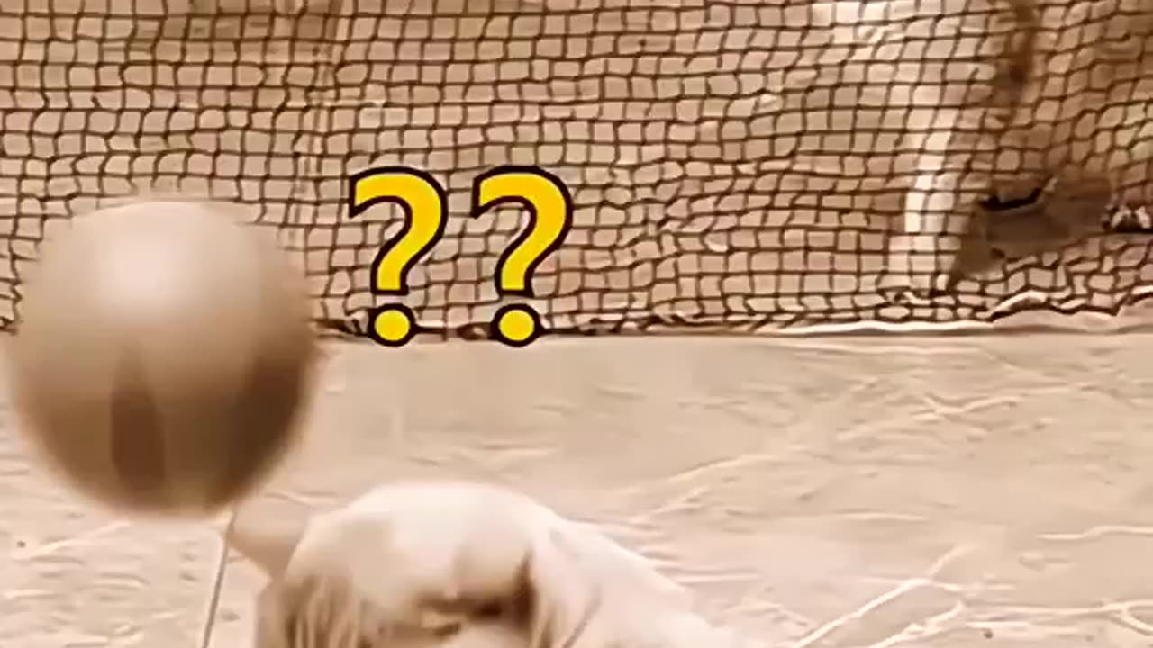 Perfect Cats Football play: The Orange Cat