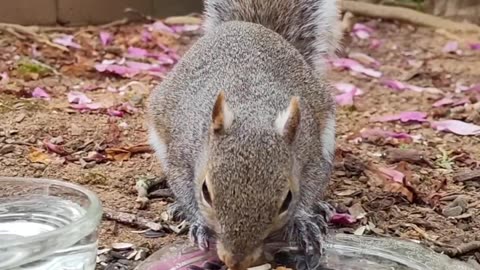 Squirrel lovers makes you happy and smile 😊