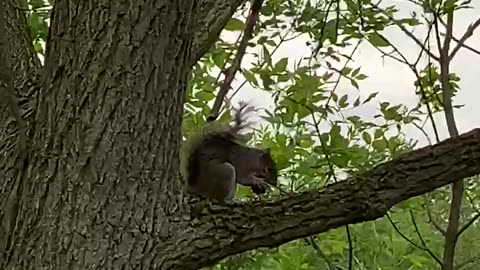Squirrel with a snack on a breezy day