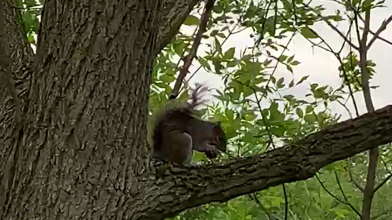 Squirrel with a snack on a breezy day
