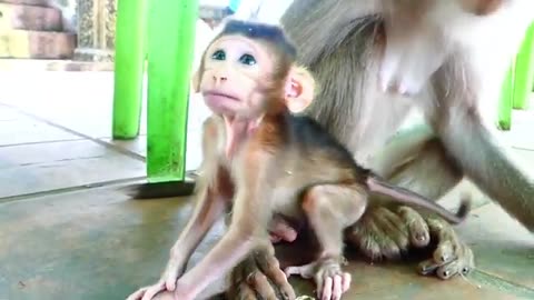 Cutest Animal Moments Caught on Camera!