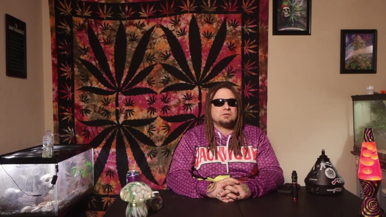 candy jack cultivar review old youtube