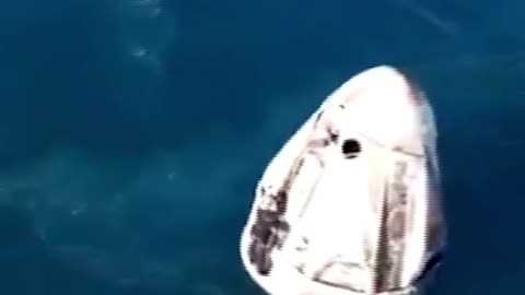 A pod of dolphins was spotted swimming