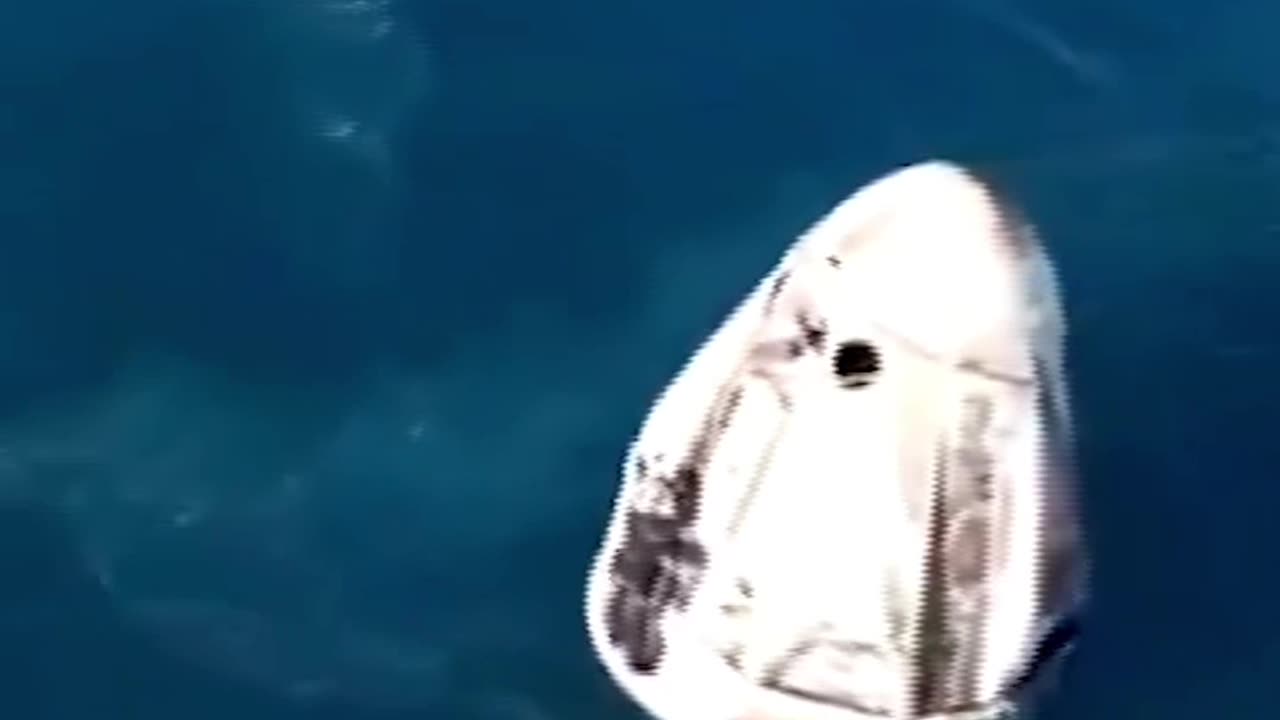 A pod of dolphins was spotted swimming