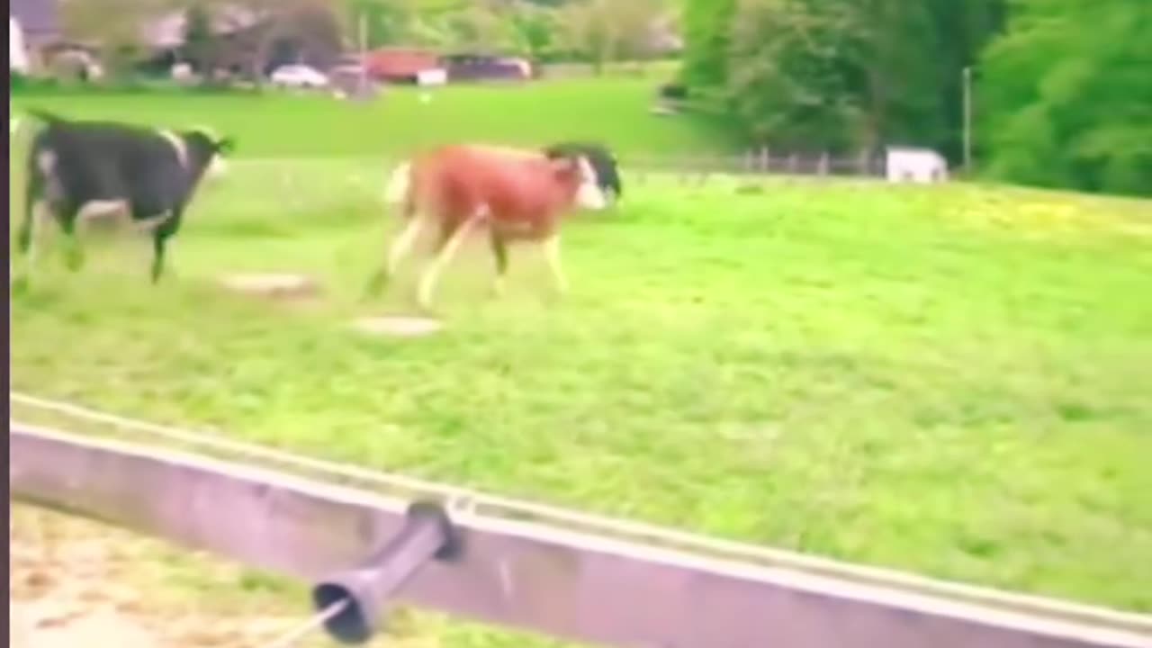 The Moment Rescued Cows See Grass for the First Time.. Their Reaction Says It All