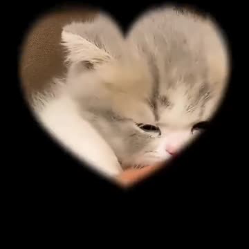 Cute kitten Show your love For Cats explore our Best Cat themed Apparels in Bio!!