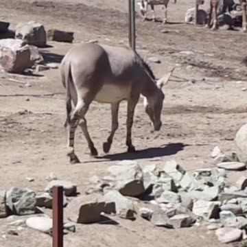 Somali donkey