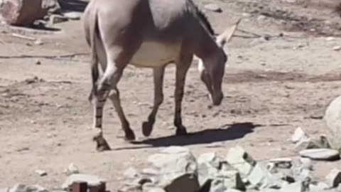 Somali donkey
