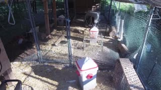 Chicken Live Stream