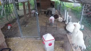 Chicken Live Stream