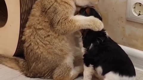 Funny Cat