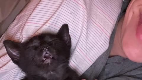 Kitten's Runny Nose Looks Like Second Face