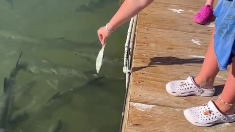 😂🐟 They Tried to Feed the Fish, But... | FunFM