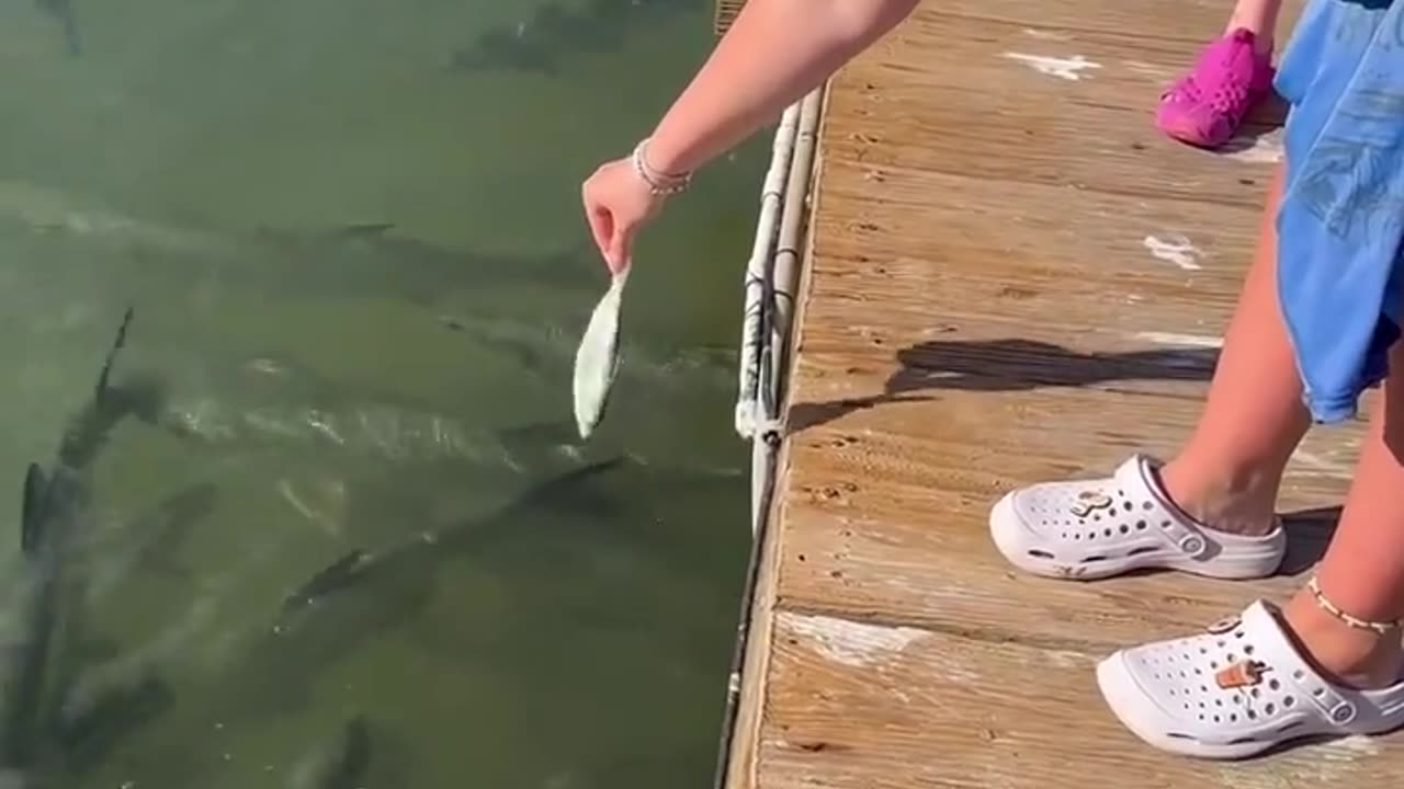 😂🐟 They Tried to Feed the Fish, But... | FunFM