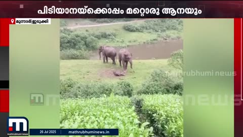 മൂന്നാറിൽ_ജനവാസമേഖലയ്ക്ക്_സമീപം_കാട്ടാന_പ്രസവിച്ചു___Wild_Elephant___Munnar