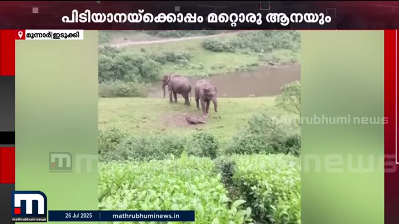 മൂന്നാറിൽ_ജനവാസമേഖലയ്ക്ക്_സമീപം_കാട്ടാന_പ്രസവിച്ചു___Wild_Elephant___Munnar