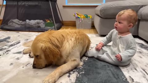 Golden Retriever Pup Makes Baby Cry But Says Sorry!