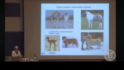 Hybrids vs Chimera: What's The Difference?