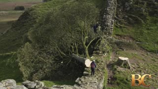 Men sentenced to over 4 years in prison for cutting down iconic tree