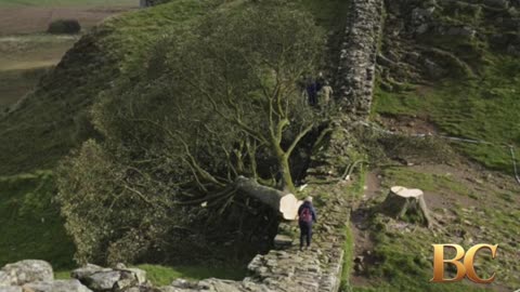 Men sentenced to over 4 years in prison for cutting down iconic tree