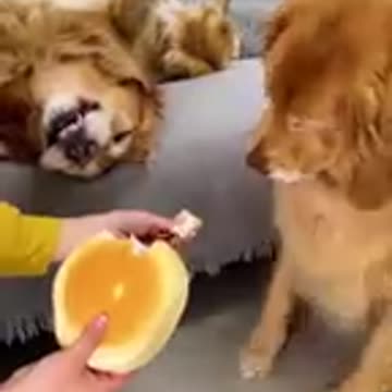 Inside a golden retriever’s brain 🧠🐶🤣_dog _doggielife _goldenretriever _funnydogs _foryou _funny