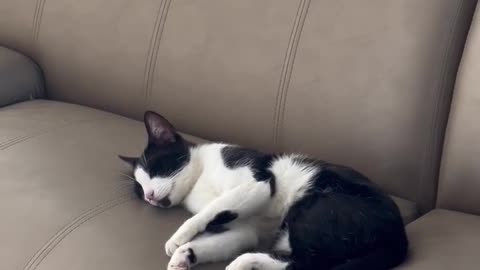 🐈❤ My Cat Lion Is Too Adorable With His Raised Leg! | FunFM