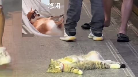 Cat never gave a shit to anything, they re just enjoying their time