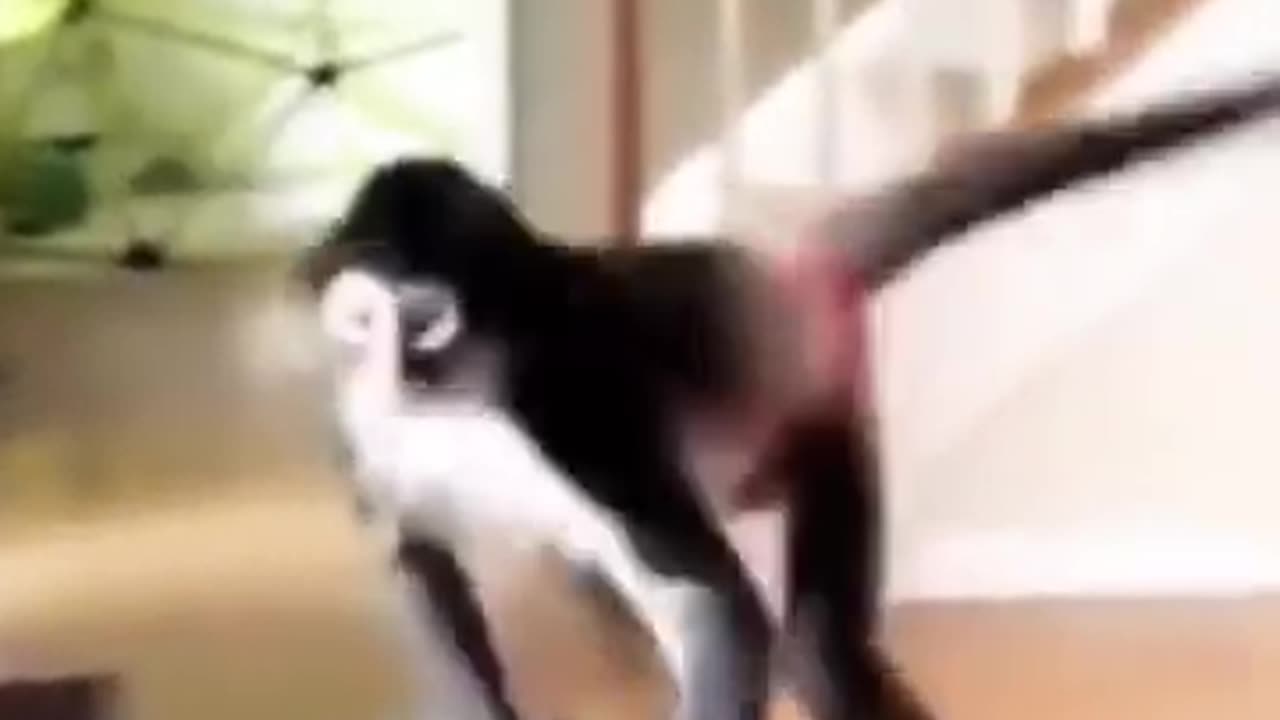 Dog Ginger Monkey Play Funny