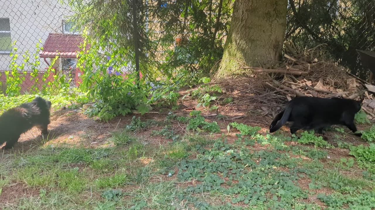 😂👀 This Sneaky Cat Thinks He's Invisible | FunFM