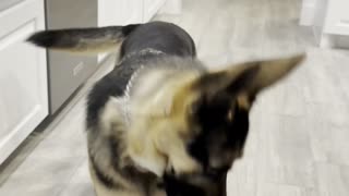 German Shepherd Spams Commands