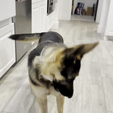 German Shepherd Spams Commands