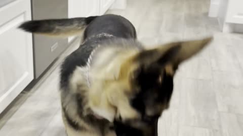 German Shepherd Spams Commands