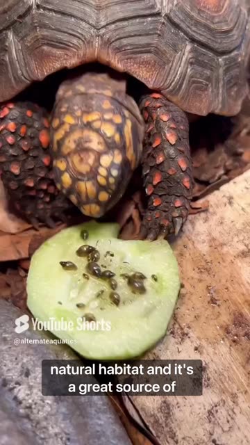 Shocking Discovery In My Terrarium! 🍓 🦀