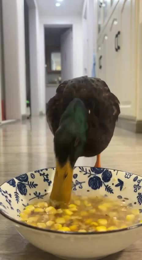 Your food order is ready