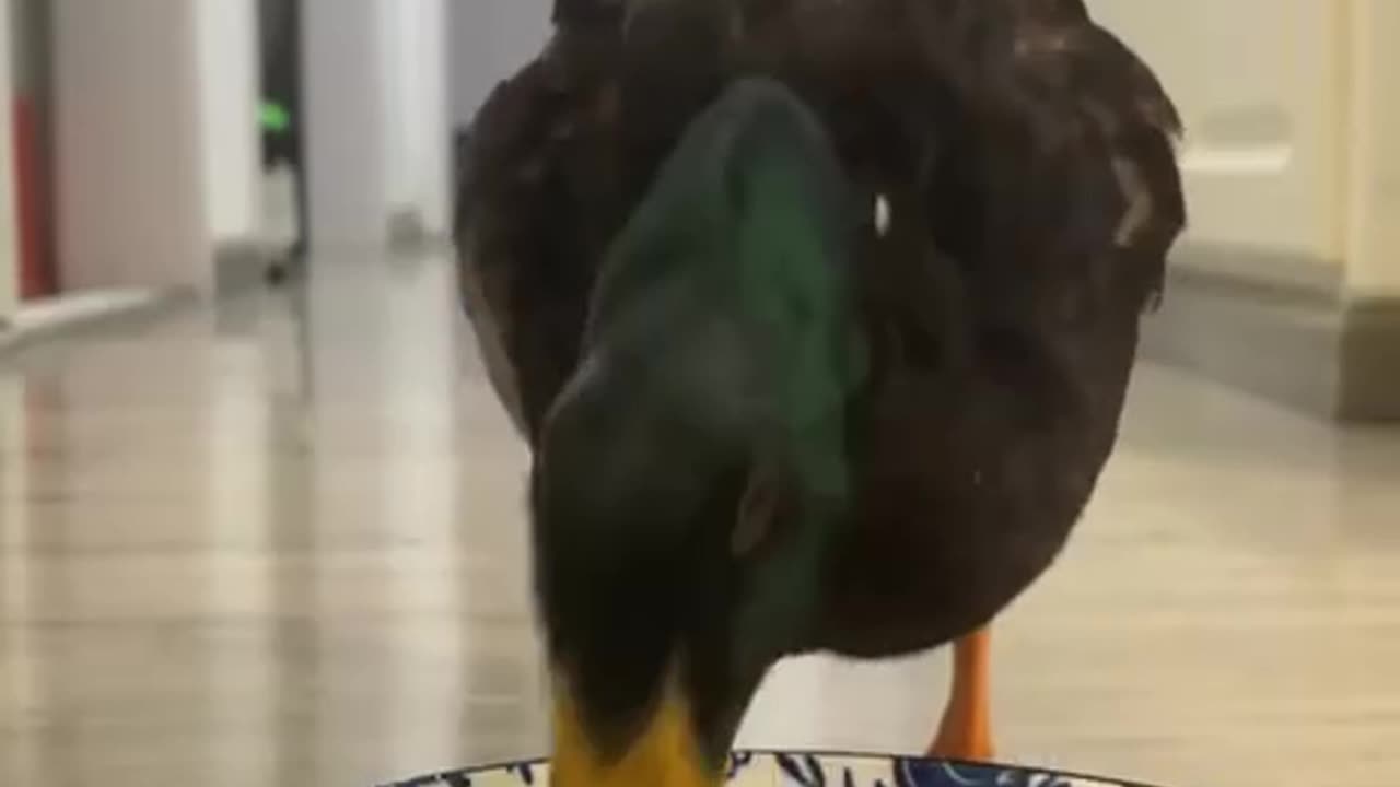 Your food order is ready