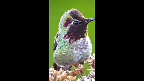 ✨ Stunning Close-Up of a Colorful Hummingbird in Nature 🐦🌸